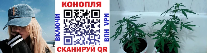 Бошки Шишки марихуана  где купить   Каргополь 
